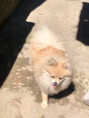 lulu da pomerania 