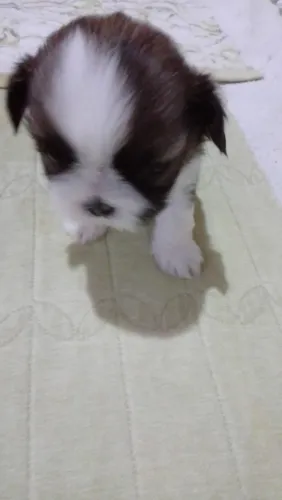 Pequena Shih Tzu.
