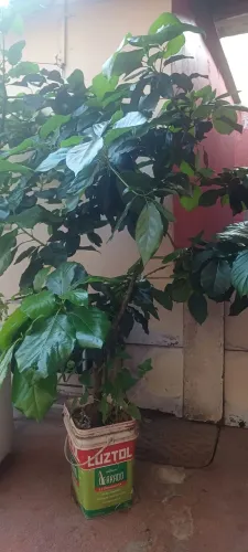Muda de abacate de enxerto