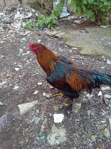 Vendo tá com 9 meses