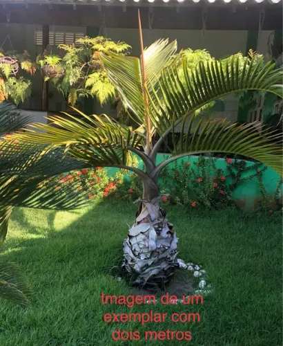 Palmeira Garrafa - Muda com 80cm