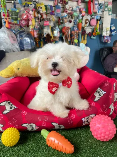 Maltês macho $1.900,00