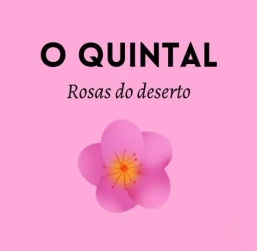 Rosas do Deserto
