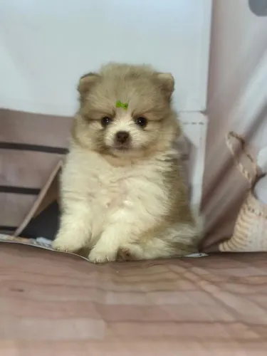 Spitz Alemão macho. Mais que um Pet, Um membro da família 