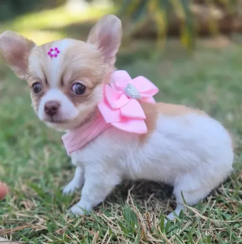Chihuahua fêmea filhote com 52 dias com pedigree e vacinada