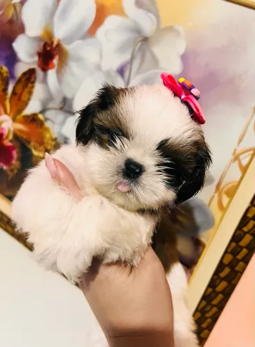 Shih tzu microchip garantia macho e fêmea
