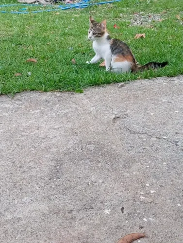 Doação de gatinhos