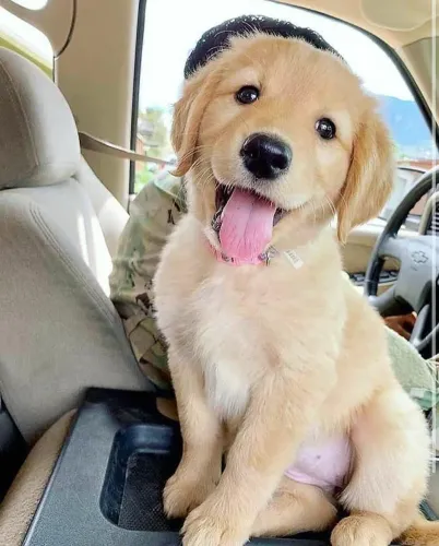 Golden Retriever Filhote - Alegria e Companhia!
