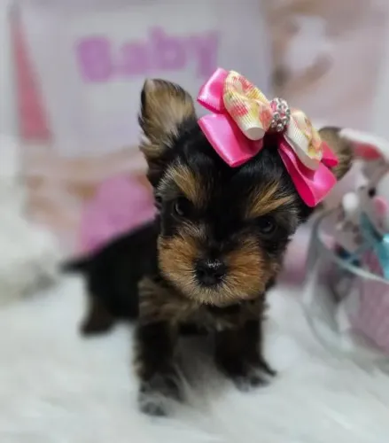 Filhote Yorkshire Terrier, Os peludinhos mais carinhosos esperam por você!