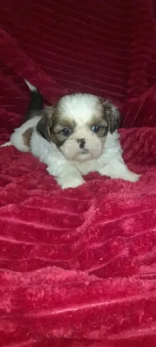 Shih tzu Bolinhas de Energia e Amor!