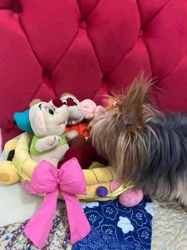 Cesto cinderela e ratinhos