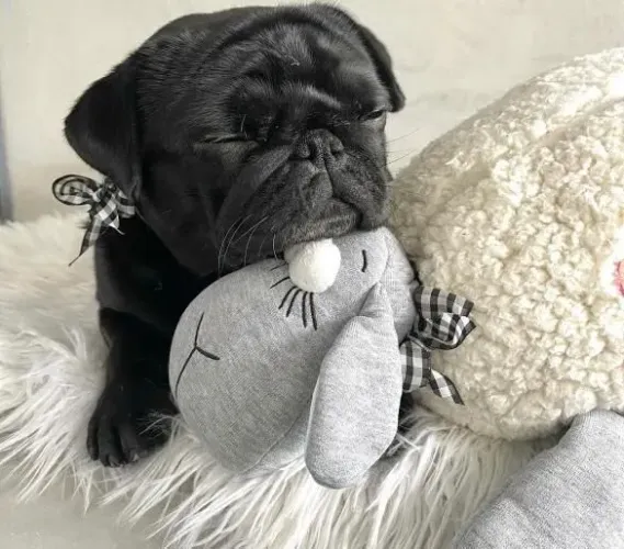 Filhote Pug, Os filhotes mais carinhosos esperam por você!