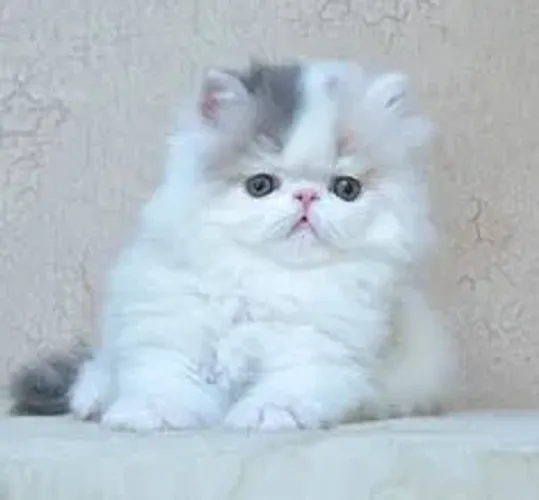 Persa - Linda pelagem