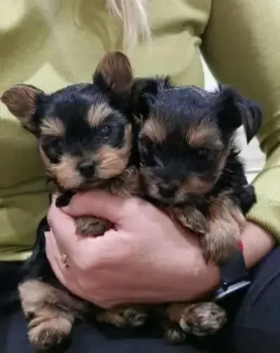 Yorkshire filhotes - Sua felicidade começa aqui!