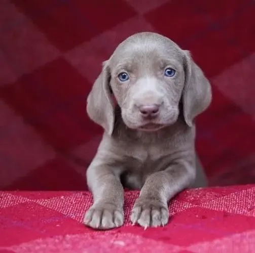 Cachorro da Raça Weimaraner à Venda! ?  