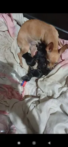Filhote de Pinscher 