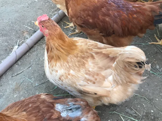 Vendo frangas 