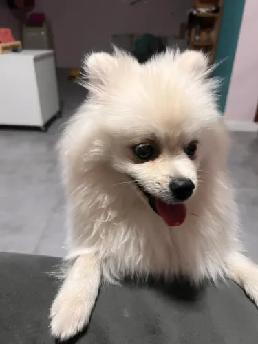 Spitz alemão