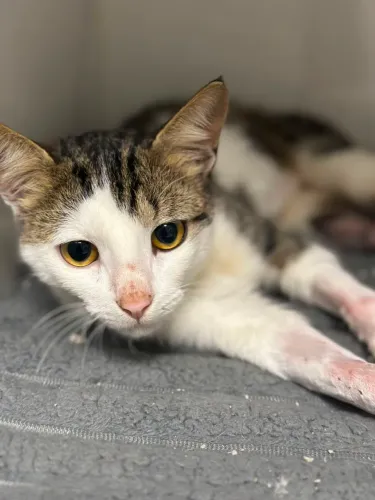 Gatinho Pedro, dócil e amoroso
