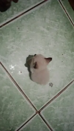 Gatinha para adoção 