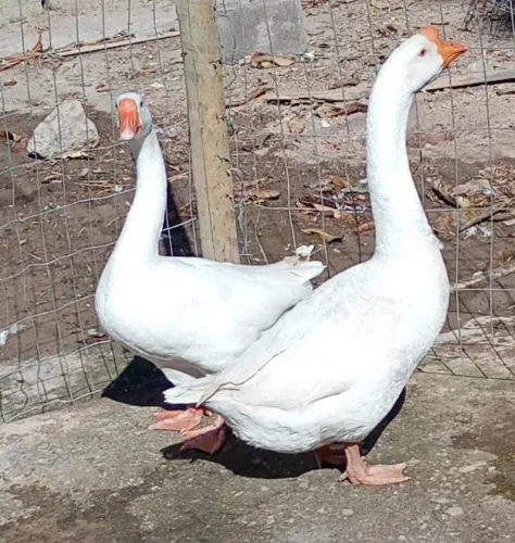 casal de ganso Chinês branco
