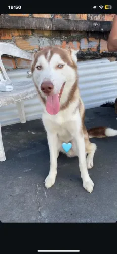 Husky Siberiano