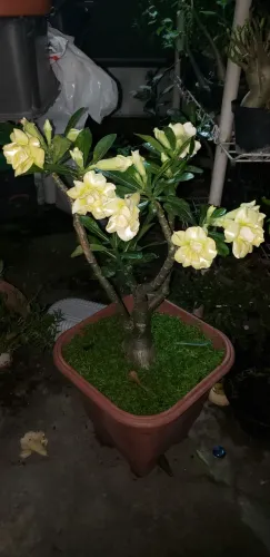 Rosa do deserto amarela matriz