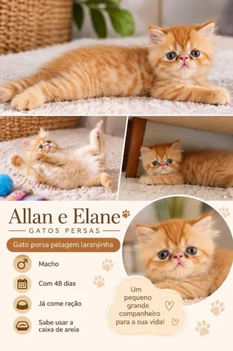 Filhotes de gato Persa