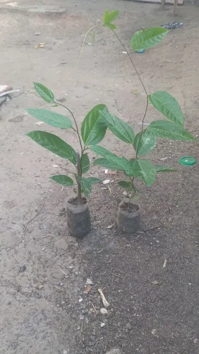 Mudas de maracujá