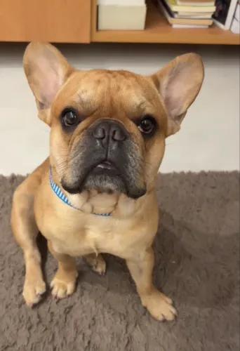Buldog Francês a procura de uma namorada