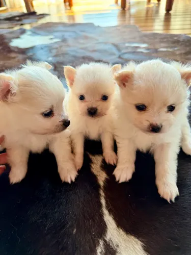 Lulu da pomerania