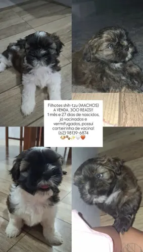 Filhotes shih-tzu A VENDA!