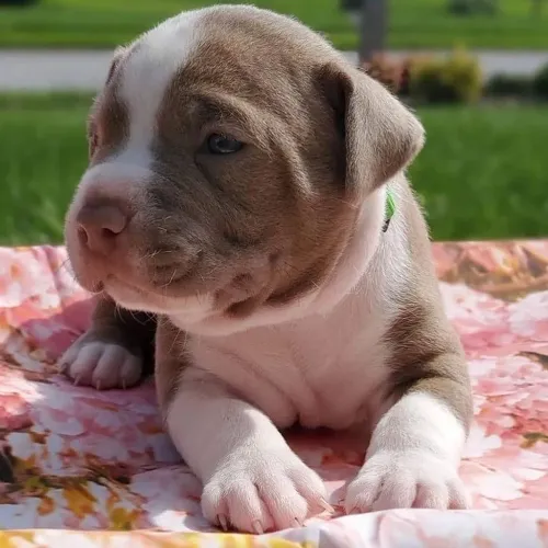 American Bully O Presente Ideal Para Surpreender De Verdade 