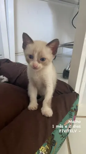 GATINHO PARA ADOÇÃO RESPONSAVÉL