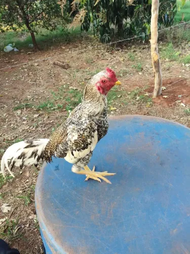 Galo índio carijó bom de raça 