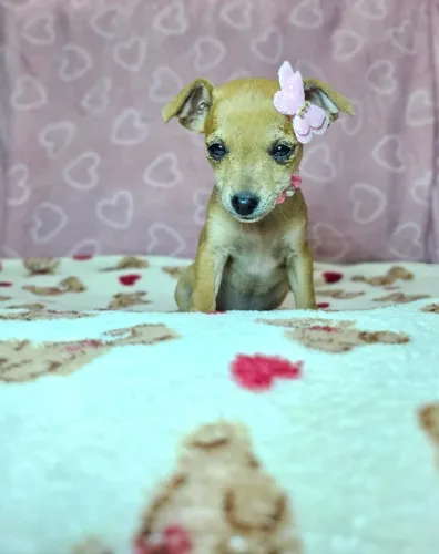 Filhotinhos Pinscher/Pincher/Pinsher/Pintier saudáveis, alegres e brincalhões