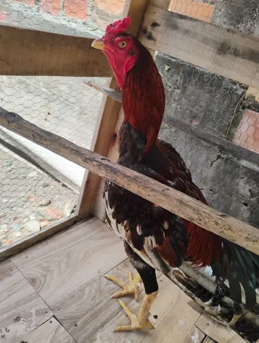 Frango