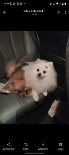Filhotes Spitz Alemão