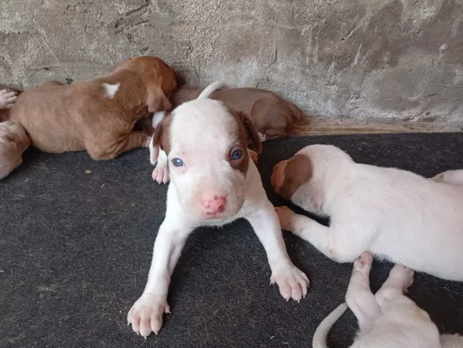 Filhotes de Pitbull 