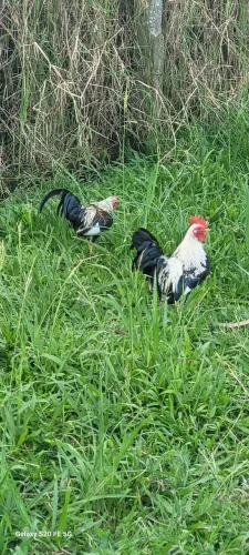 Vendo três galinhos garnises