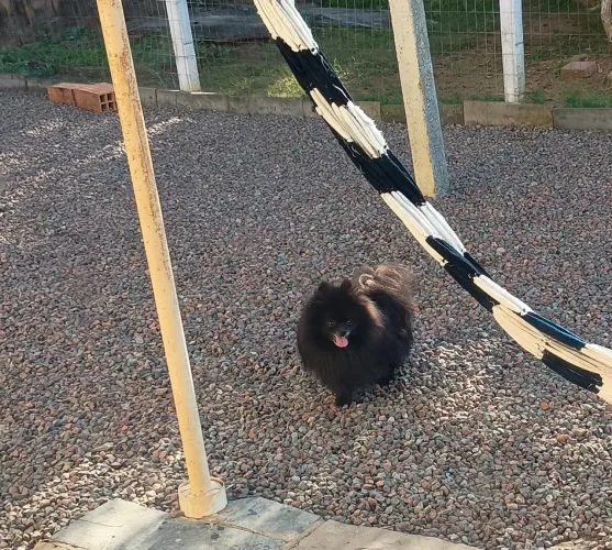 Lulu Spitz fêmea e macho
