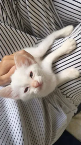Adoção de gatinho