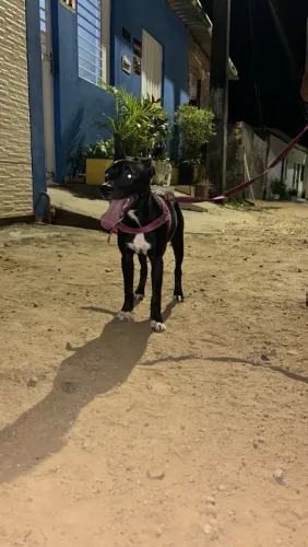 Doação de cachorra