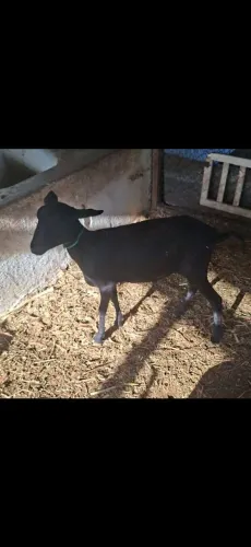 Vendo casal de carneiro!!!