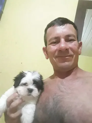 Vendo filhotes de Lhasa Apso 500 reais