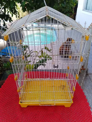Gaiola pássaros