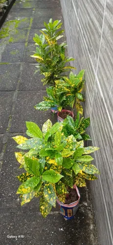 Planta croton brasileirinho