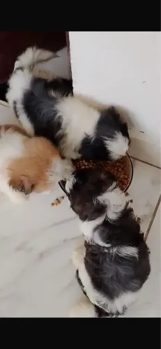 Shih tzu cachorro