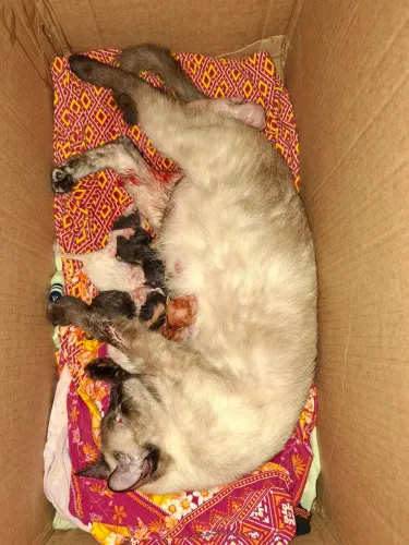 Doação filhotes de gato