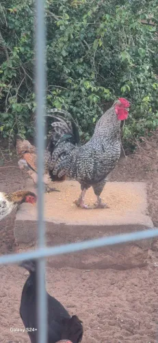 Galos